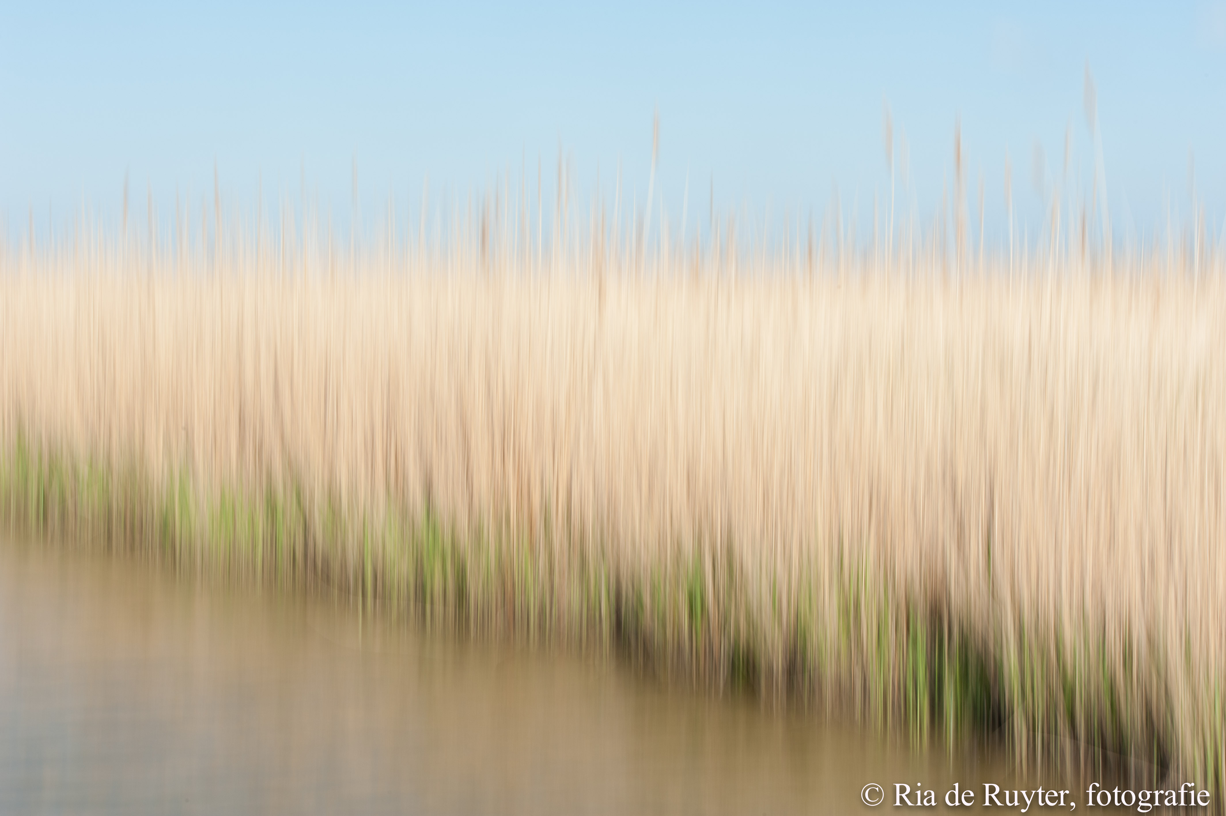 Oostvaardersplassen,-rietkraag.jpg