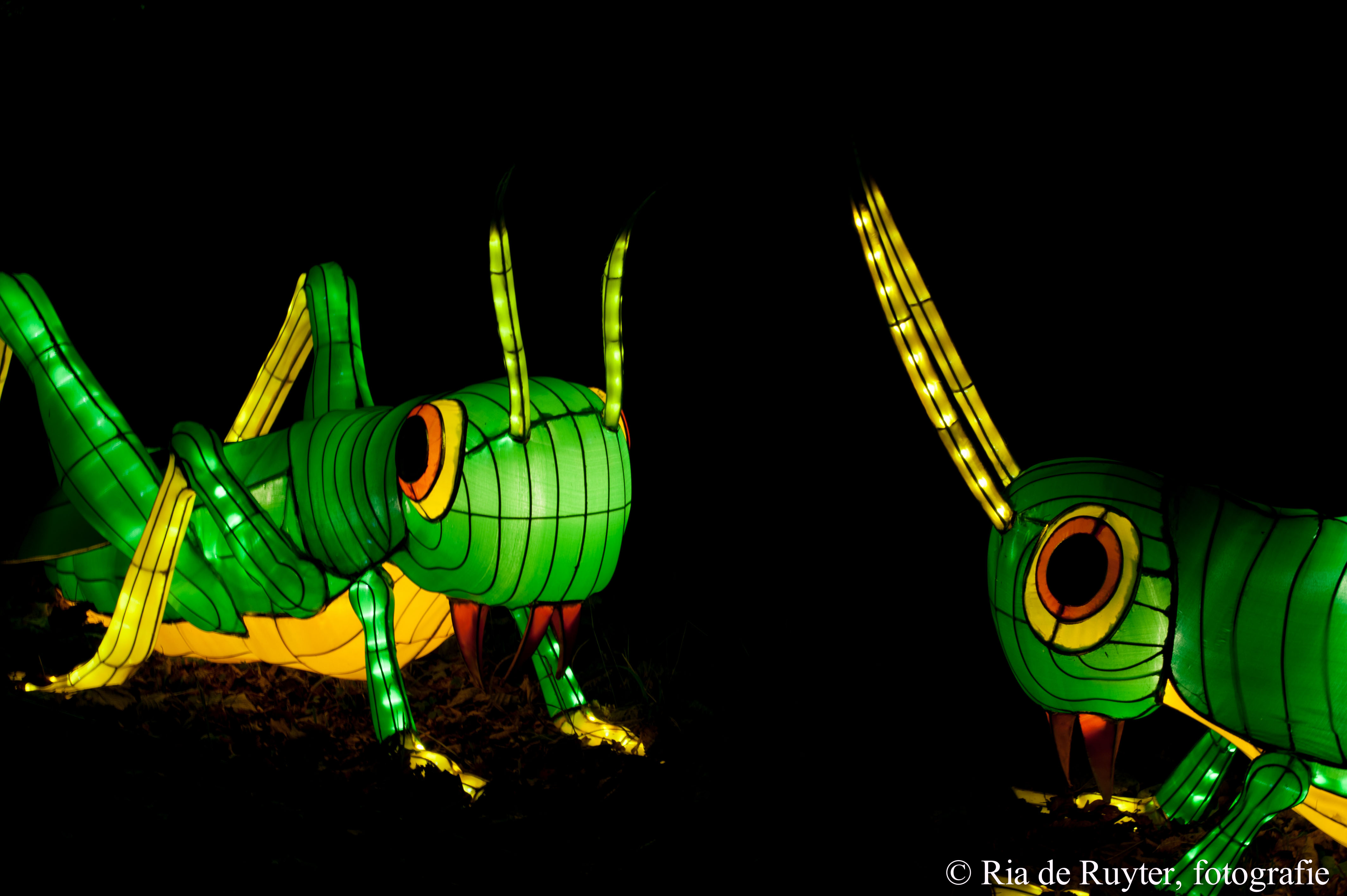 chinalight-9062.jpg