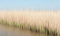 Oostvaardersplassen, rietkraag in het vroege voorjaar