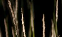 Gras in bloei