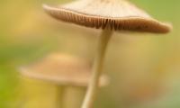 Hemmen, paddestoelen