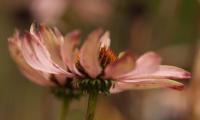 Hemmen, Rudbeckia in herfsttooi